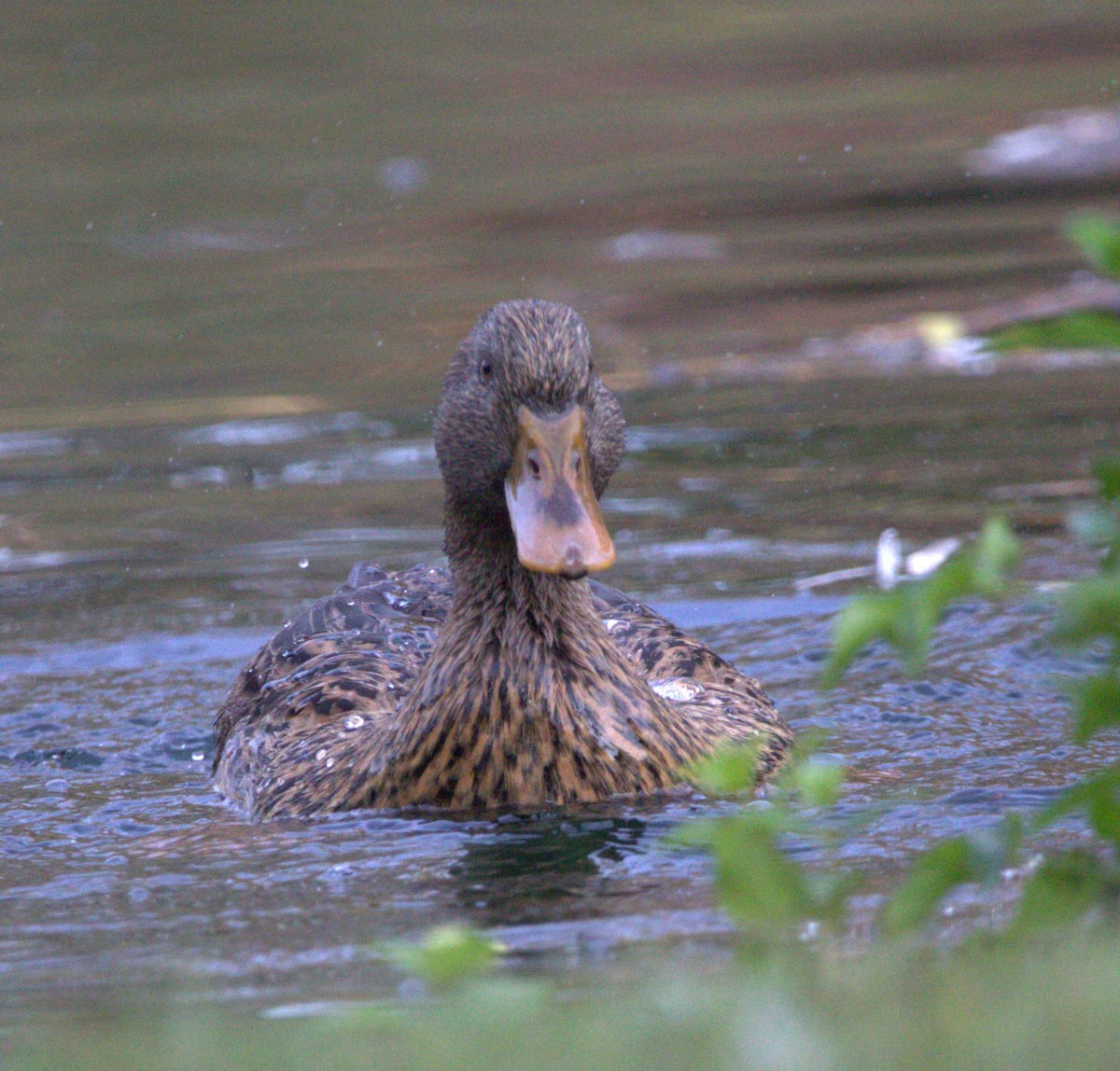 Mallard/Mexican Duck - ML644568034