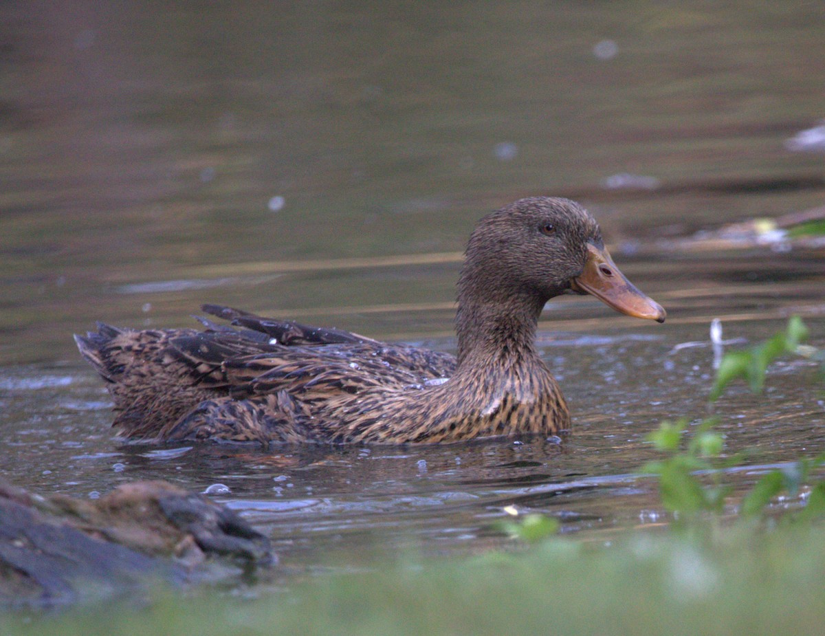 Mallard/Mexican Duck - ML644568035