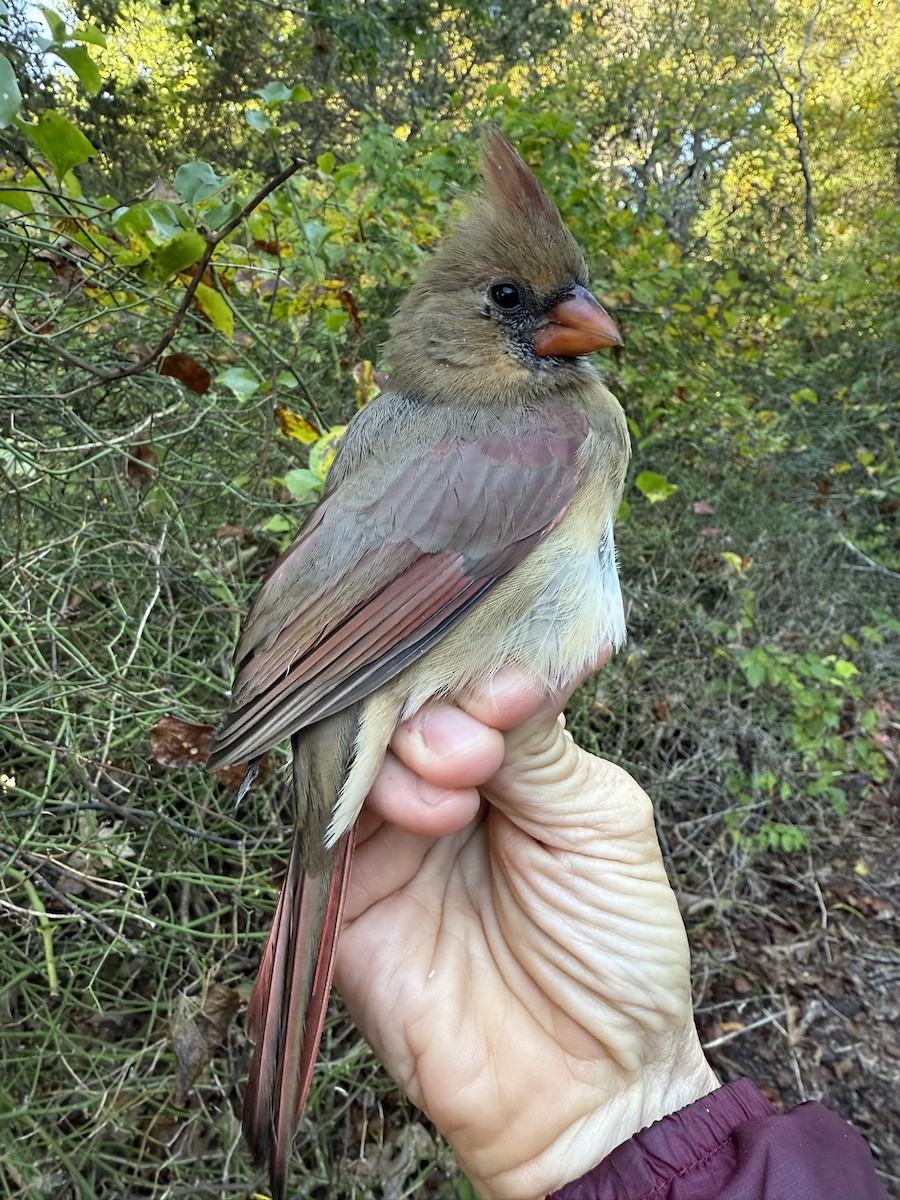 Kardinal arrunta - ML644568036