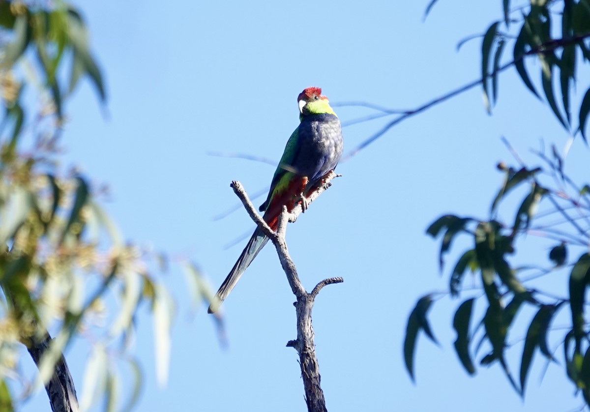 Perruche à tête pourpre - ML644568037