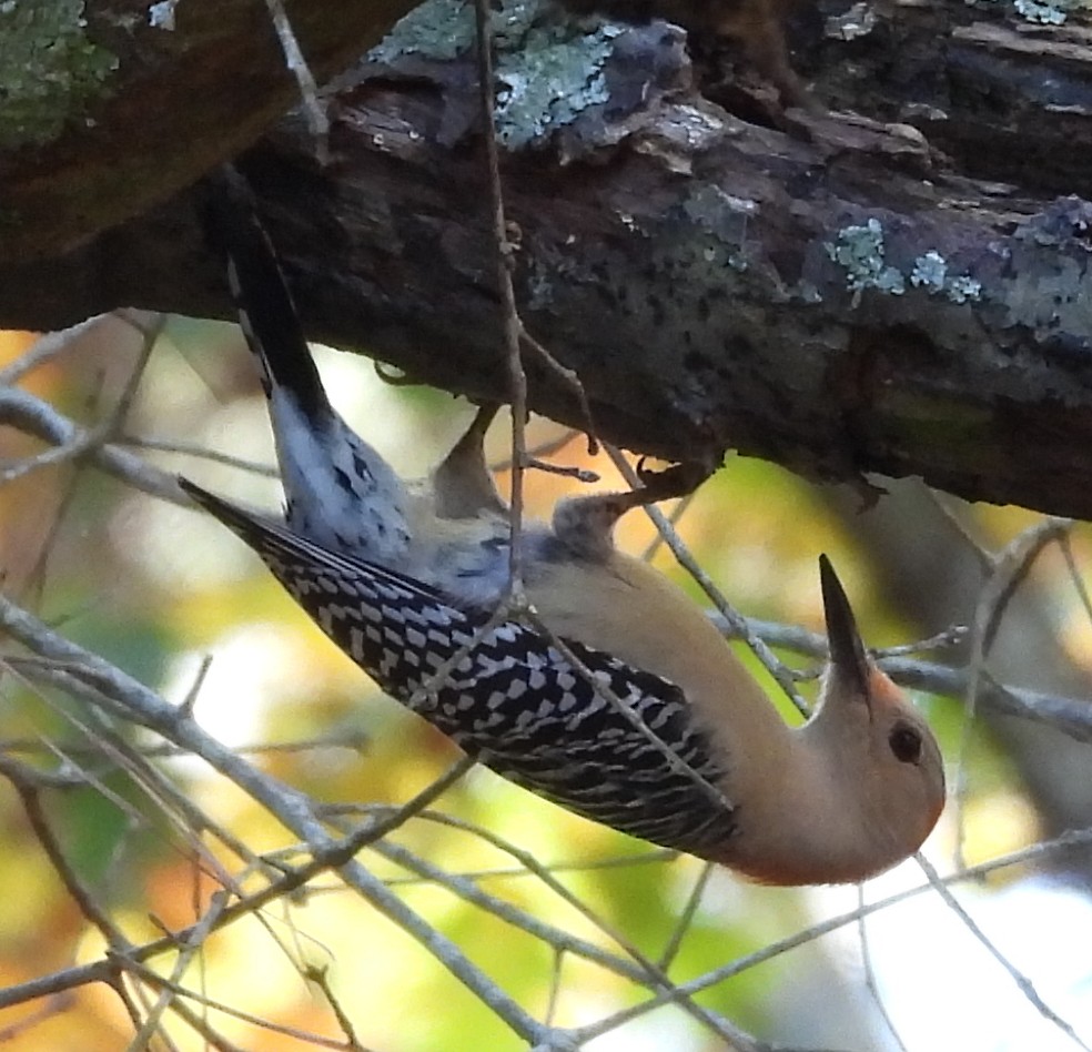 シマセゲラ - ML644568038