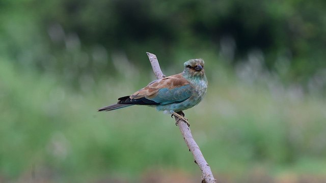 Rollier d'Europe - ML644568042