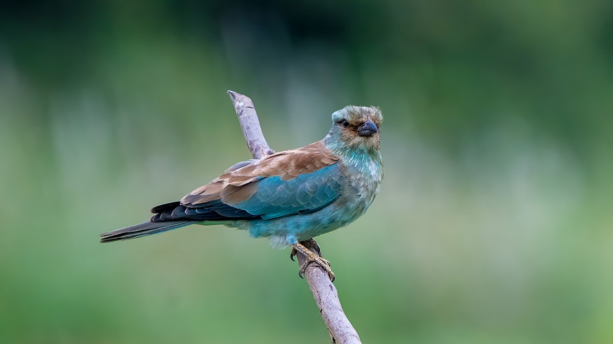 European Roller - ML644568043