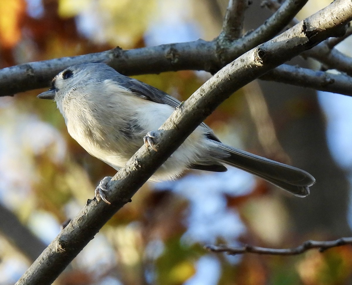 gråduskmeis - ML644568047