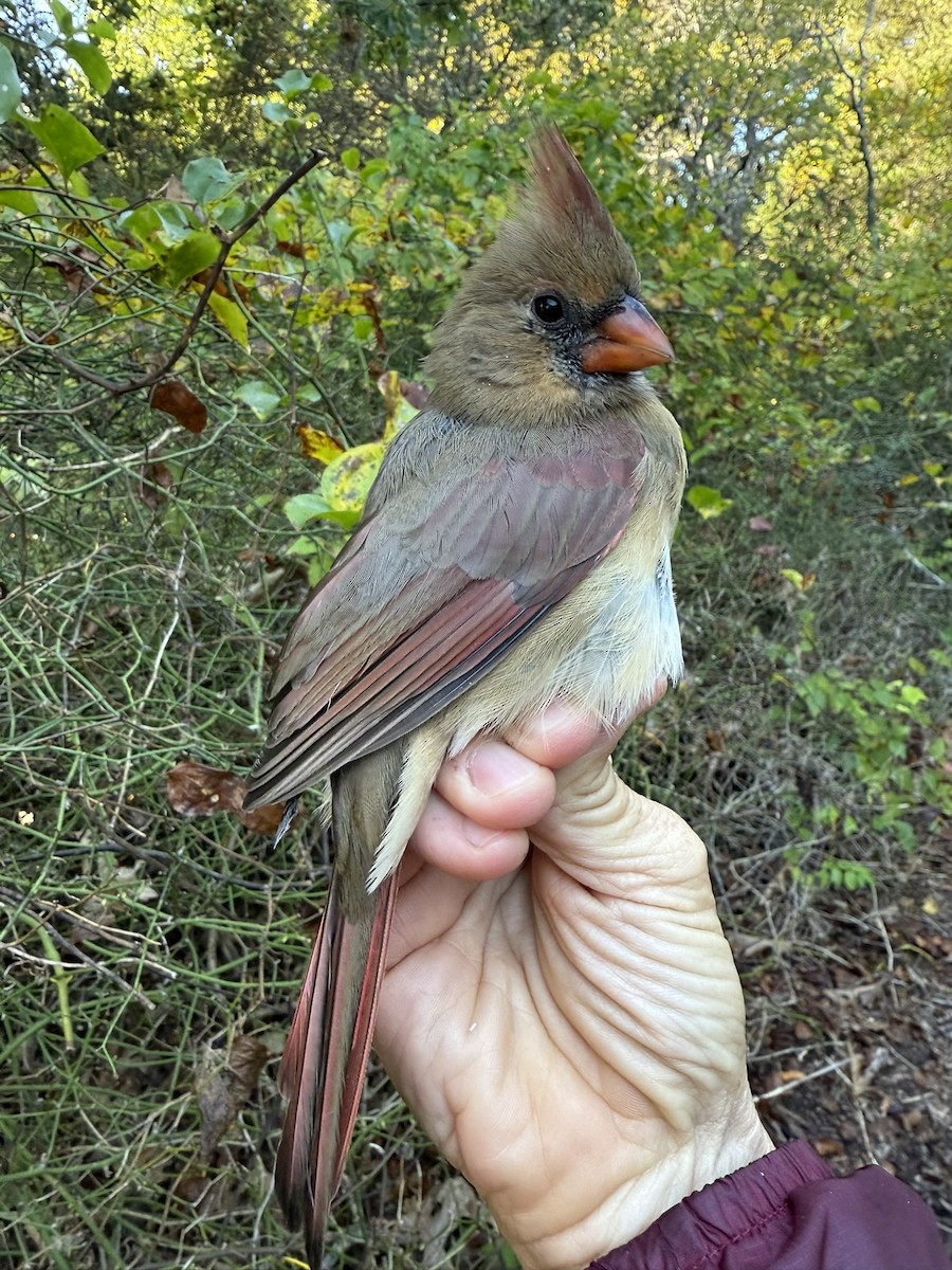 Kardinal arrunta - ML644568050