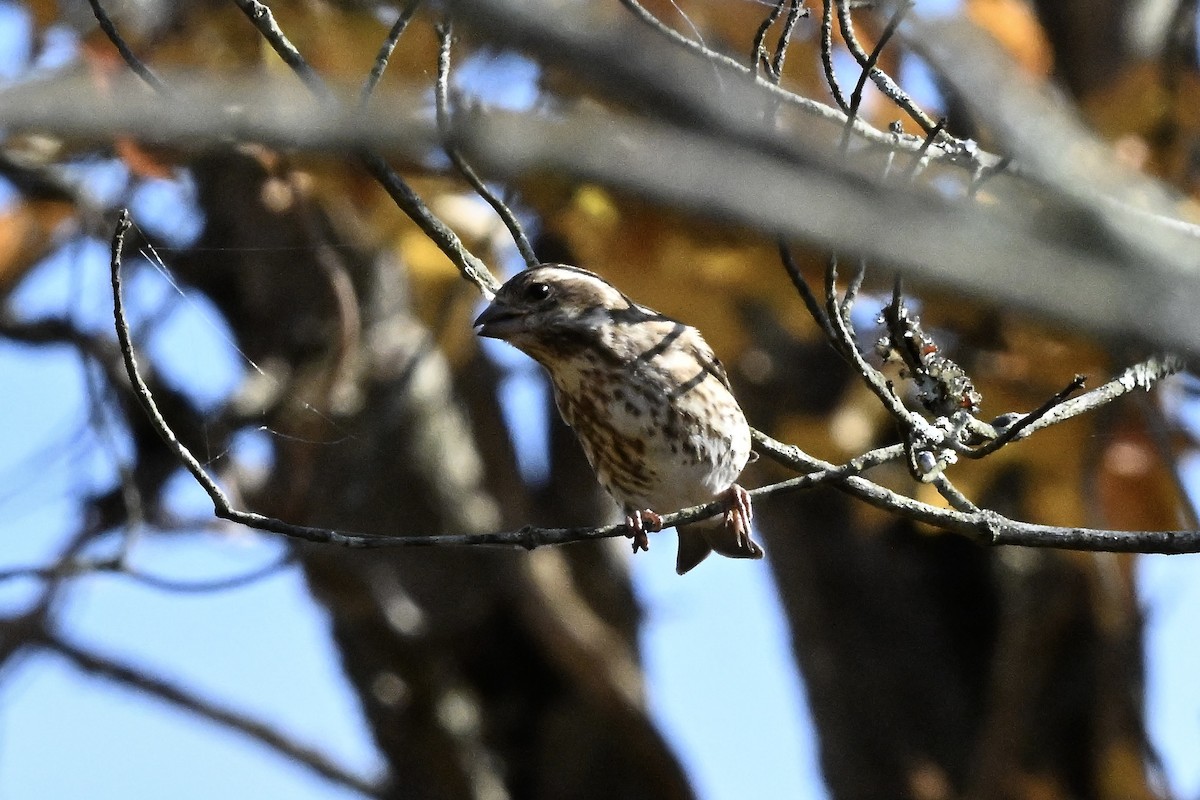 Purple Finch - ML644568052