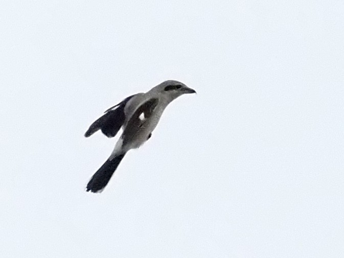 ťuhýk severní - ML644568053