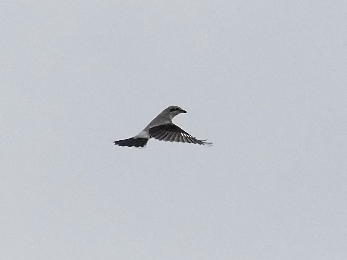 ťuhýk severní - ML644568054