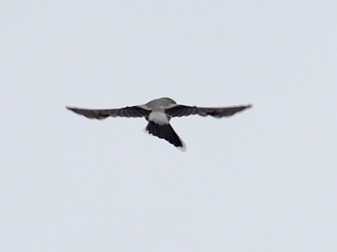 ťuhýk severní - ML644568055