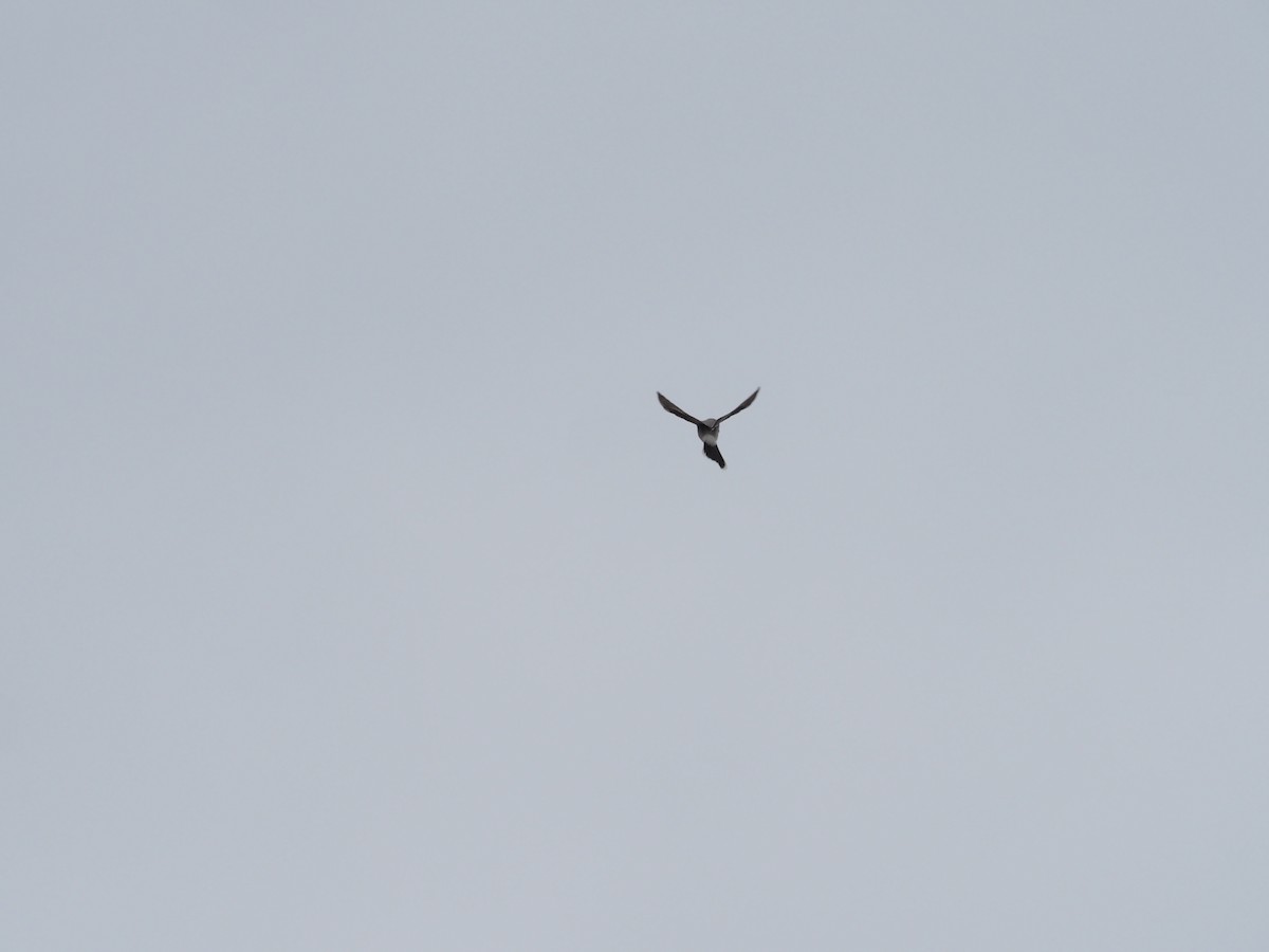 ťuhýk severní - ML644568061