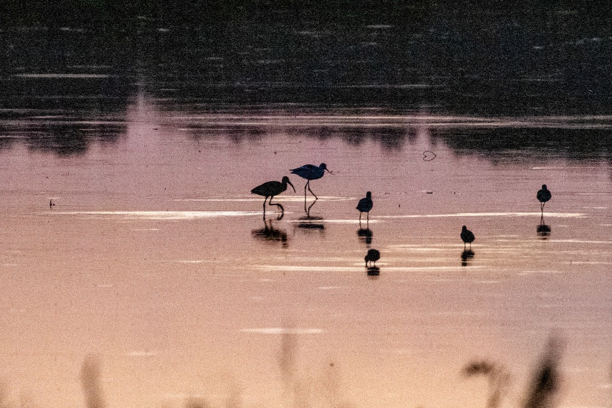 Avocette d'Amérique - ML644568062