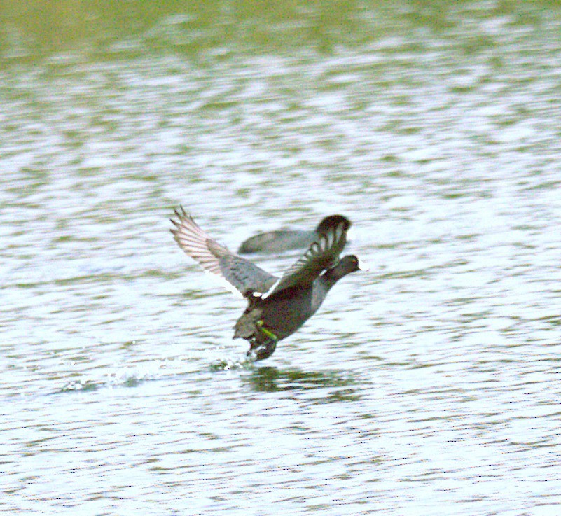 Zertzeta arrunta - ML644568063