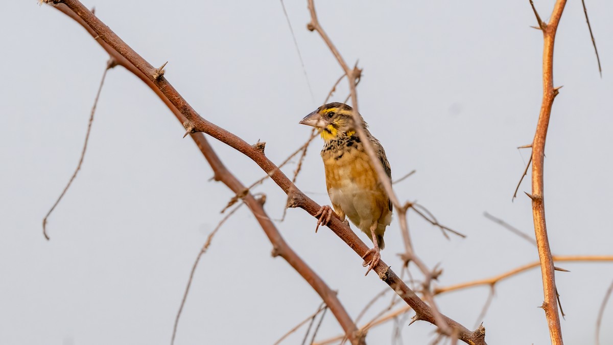 Black-breasted Weaver - ML644568066