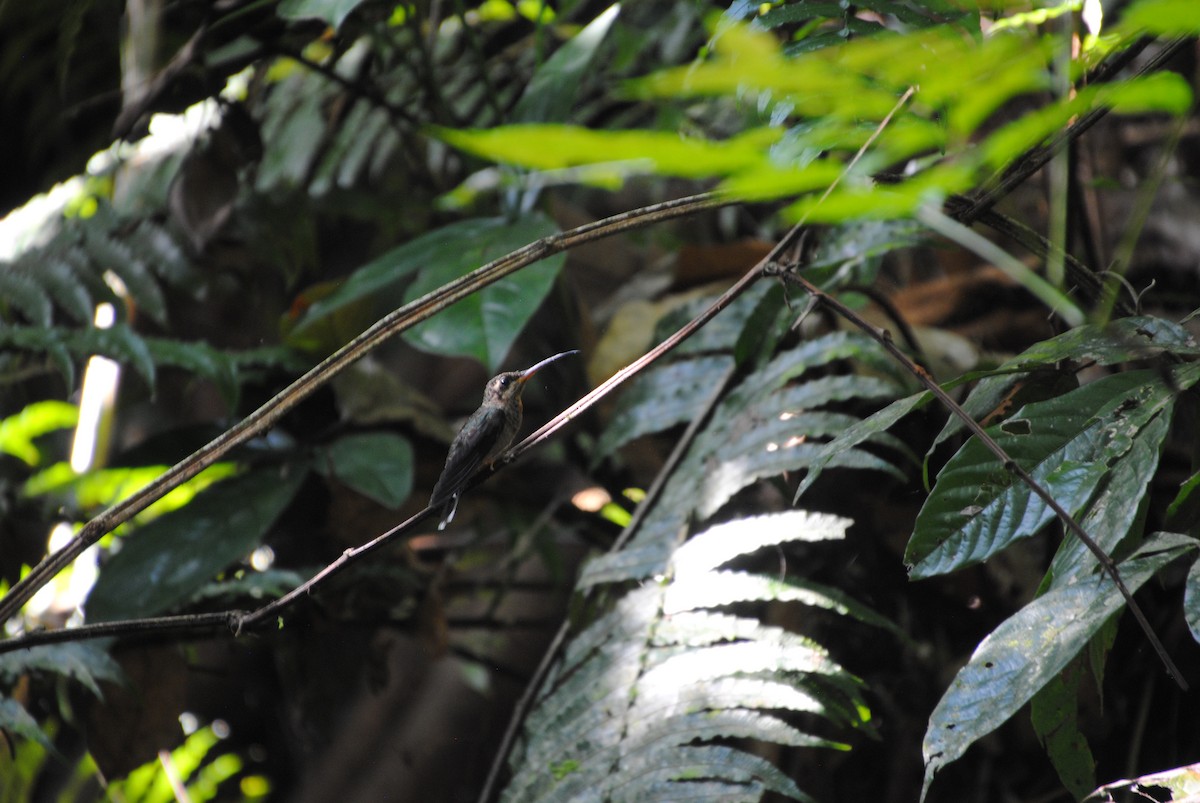 Band-tailed Barbthroat - ML644568072