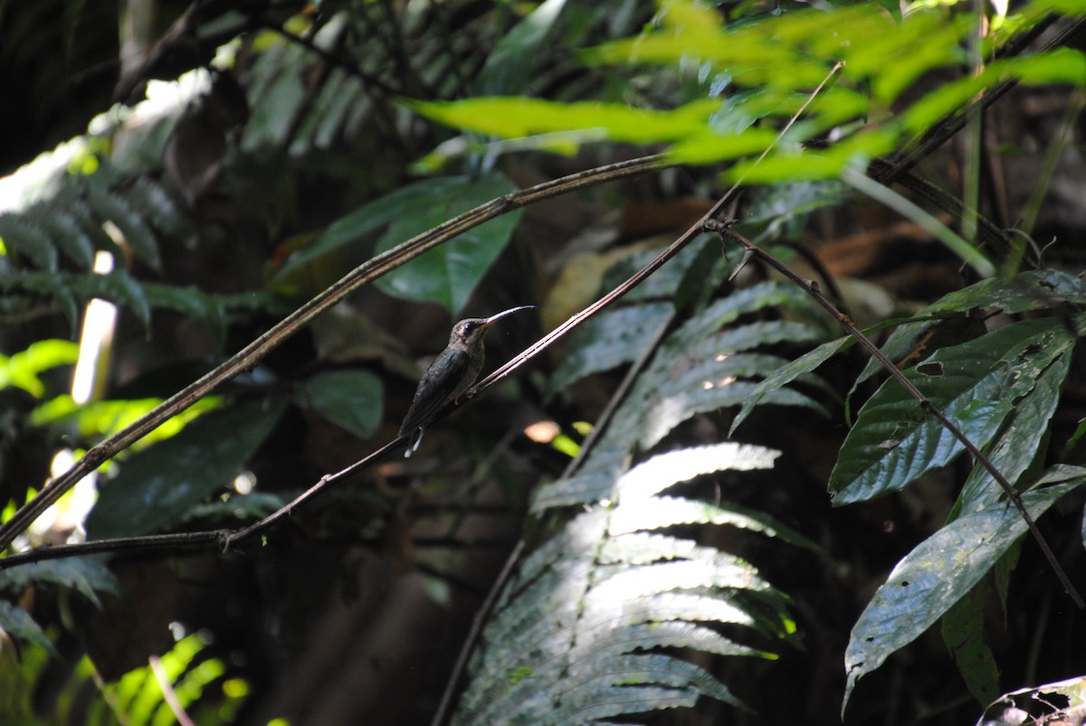 Band-tailed Barbthroat - ML644568073