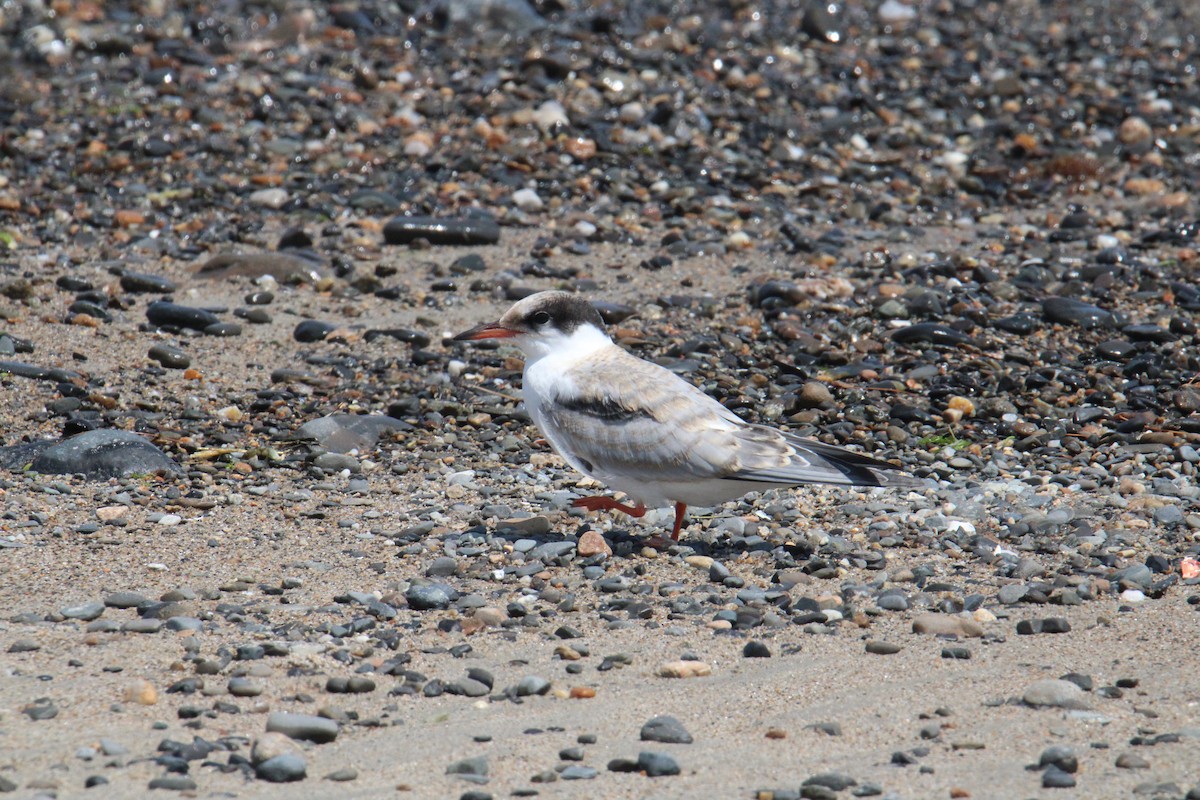 Txenada arrunta - ML644568074