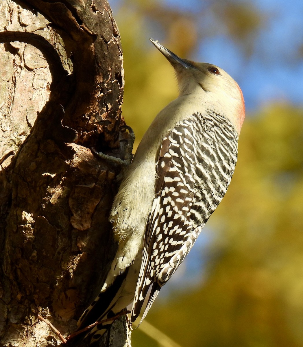 シマセゲラ - ML644568075