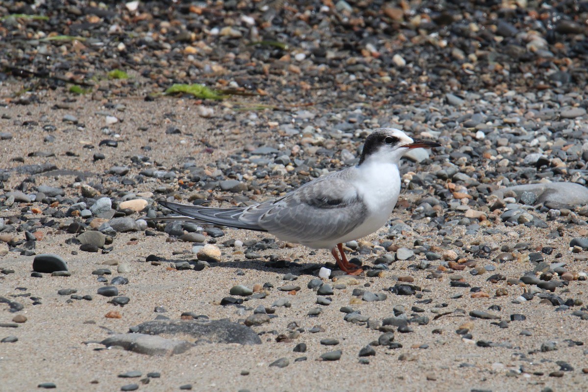 Txenada arrunta - ML644568077