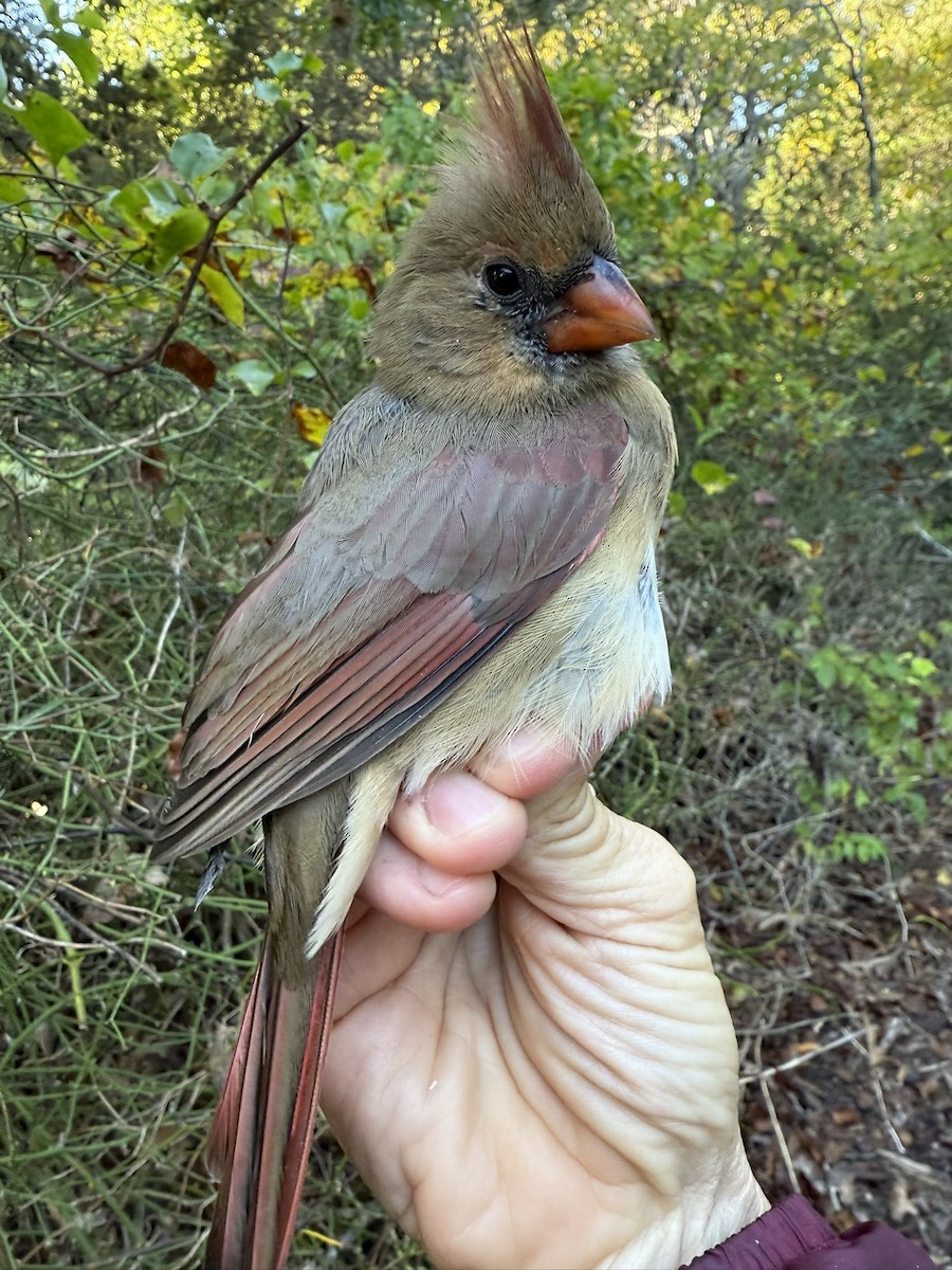 Kardinal arrunta - ML644568079