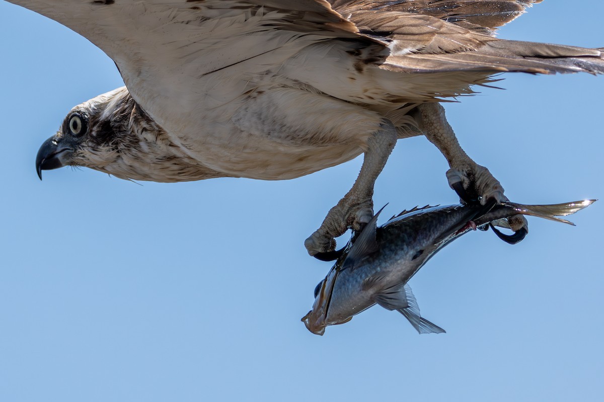 Balbuzard pêcheur - ML644568082