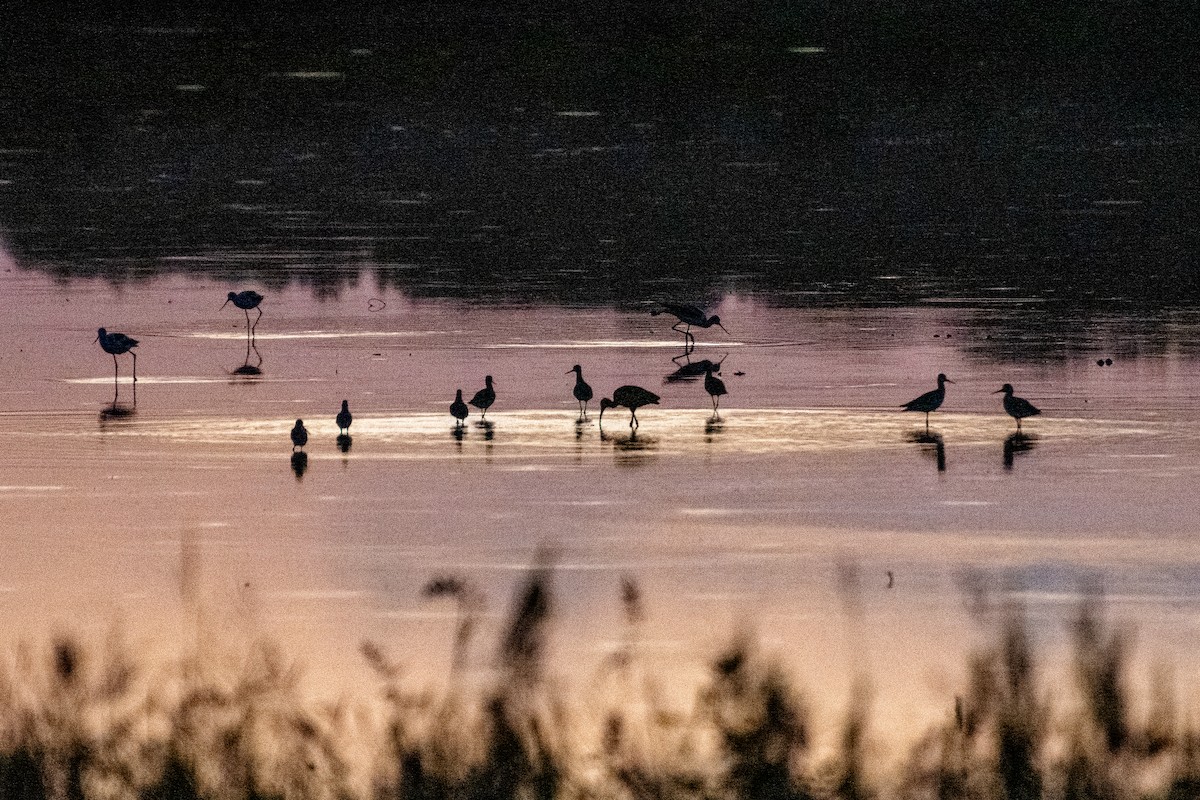 Ibis falcinelle ou I. à face blanche - ML644568083