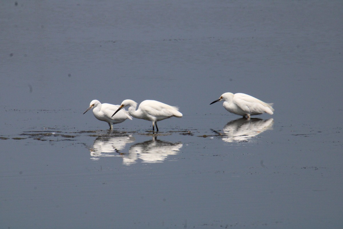 Aigrette neigeuse - ML644568084