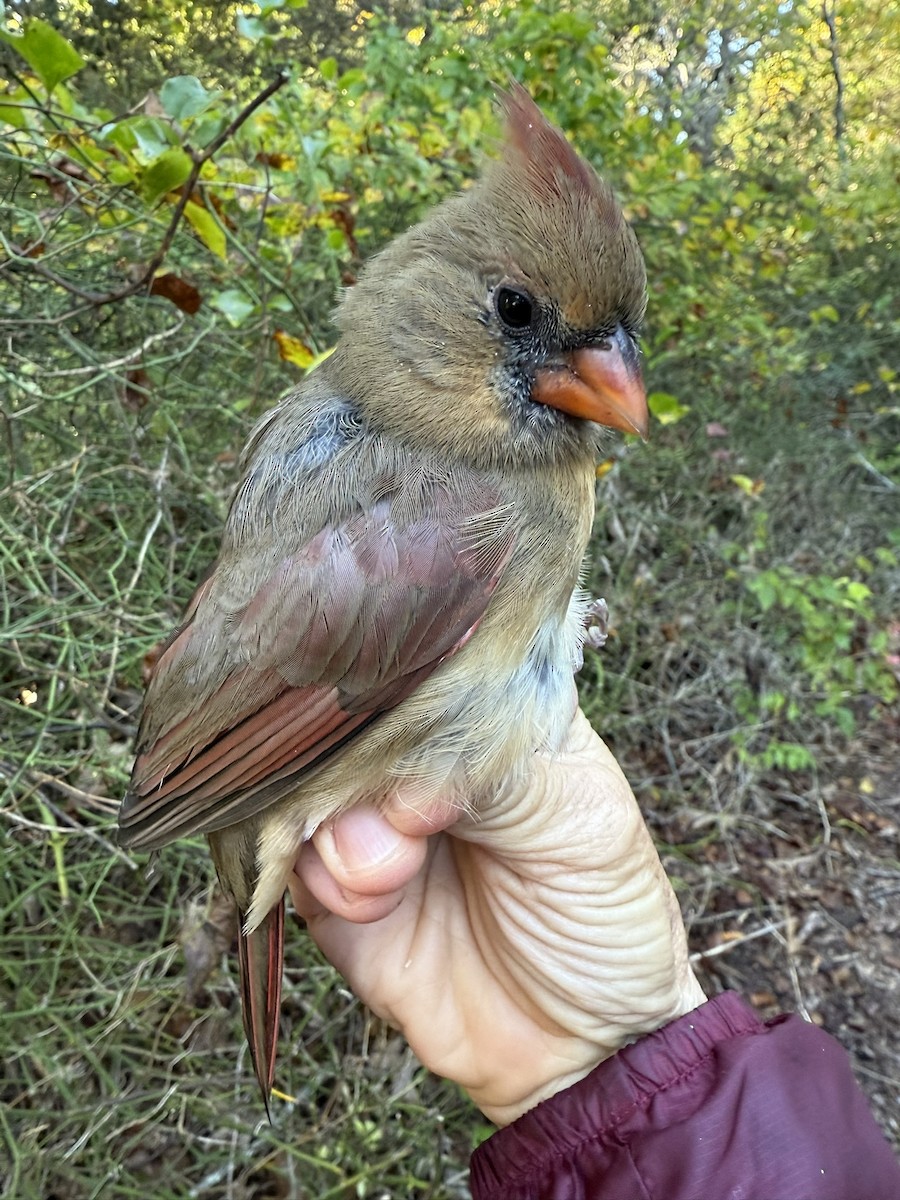 Kardinal arrunta - ML644568086