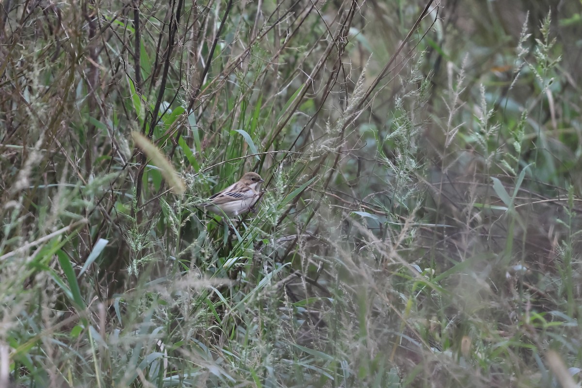 Bruant de Pallas - ML644568087