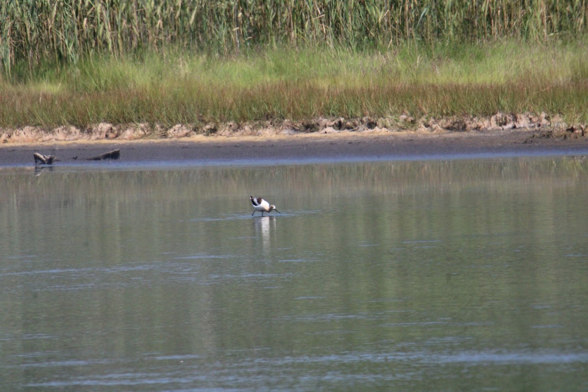 Avocette d'Amérique - ML644568088