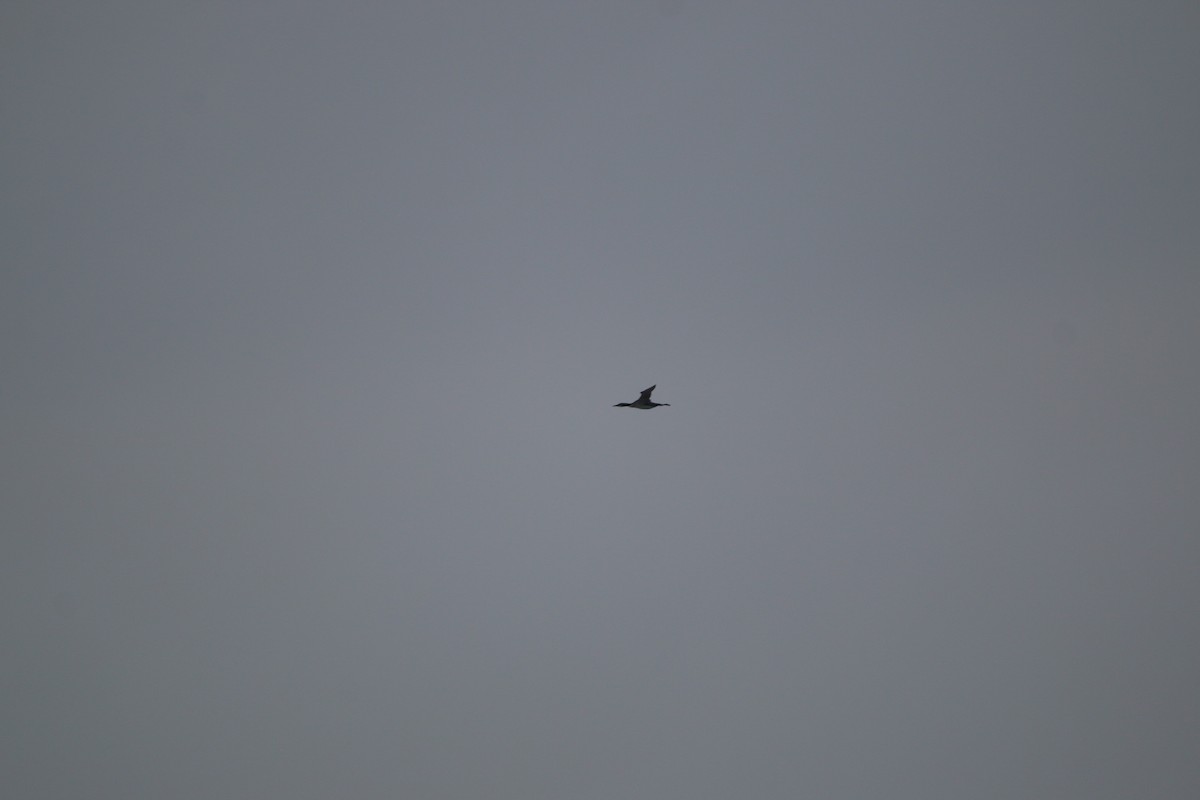 Plongeon huard - ML644568090