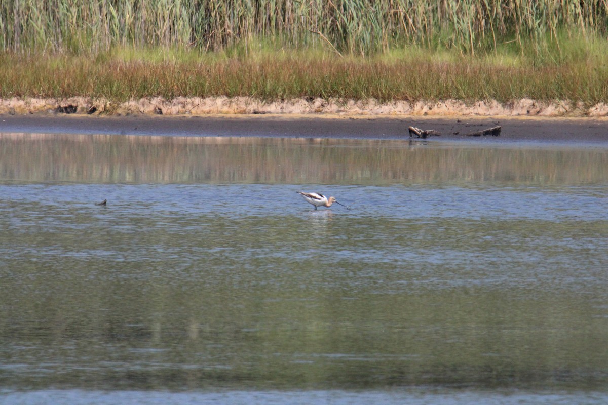 Avocette d'Amérique - ML644568091