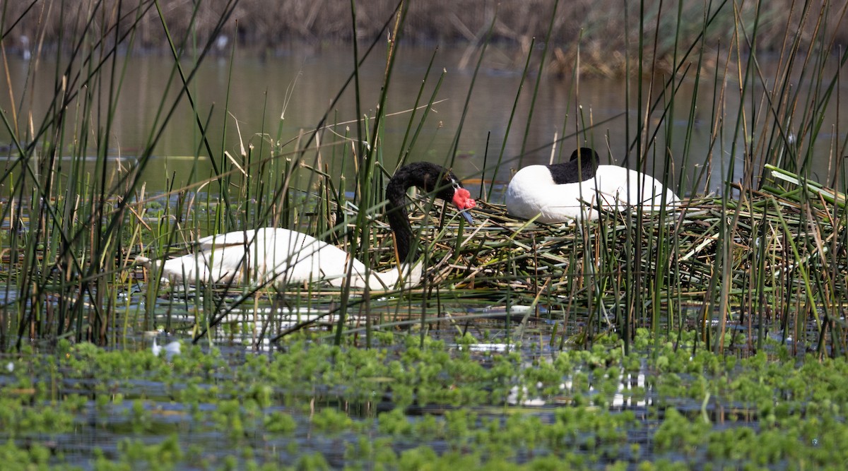 Cygne à cou noir - ML644568092