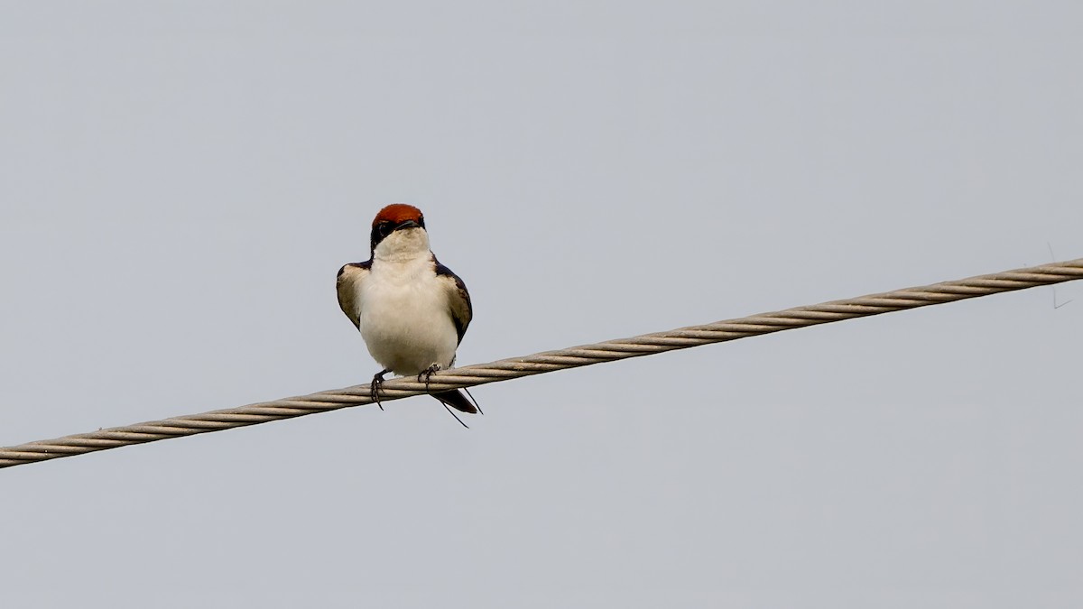 Hirondelle à longs brins - ML644568093