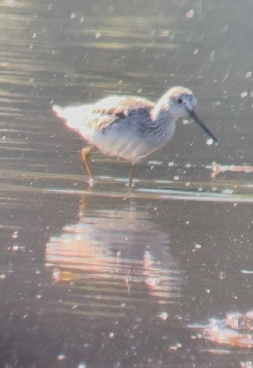 Grand Chevalier - ML644568094