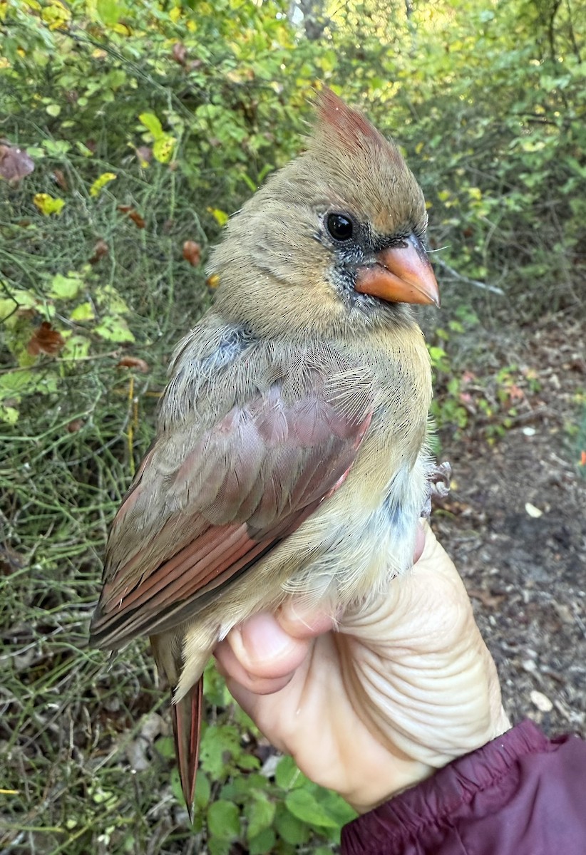 Cardinal rouge - ML644568095