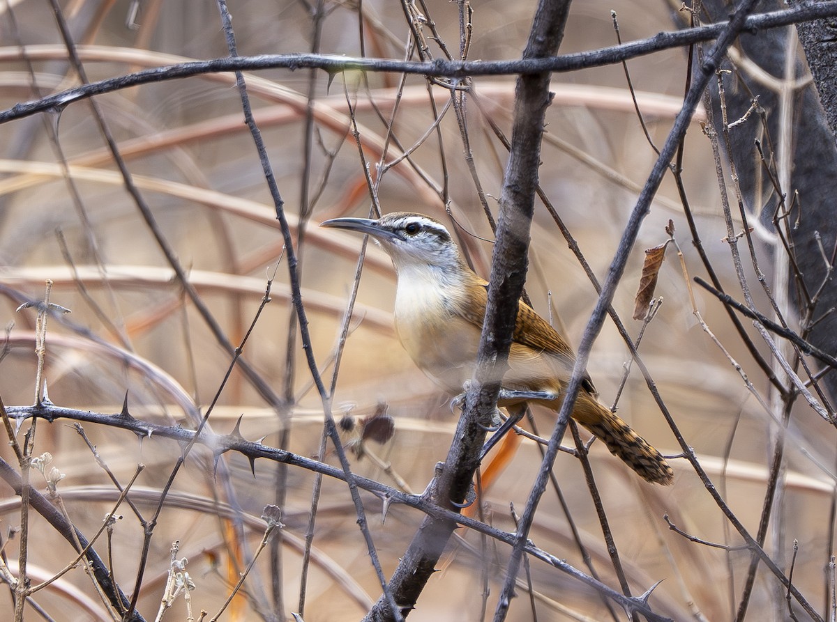 Troglodyte à long bec - ML644568096
