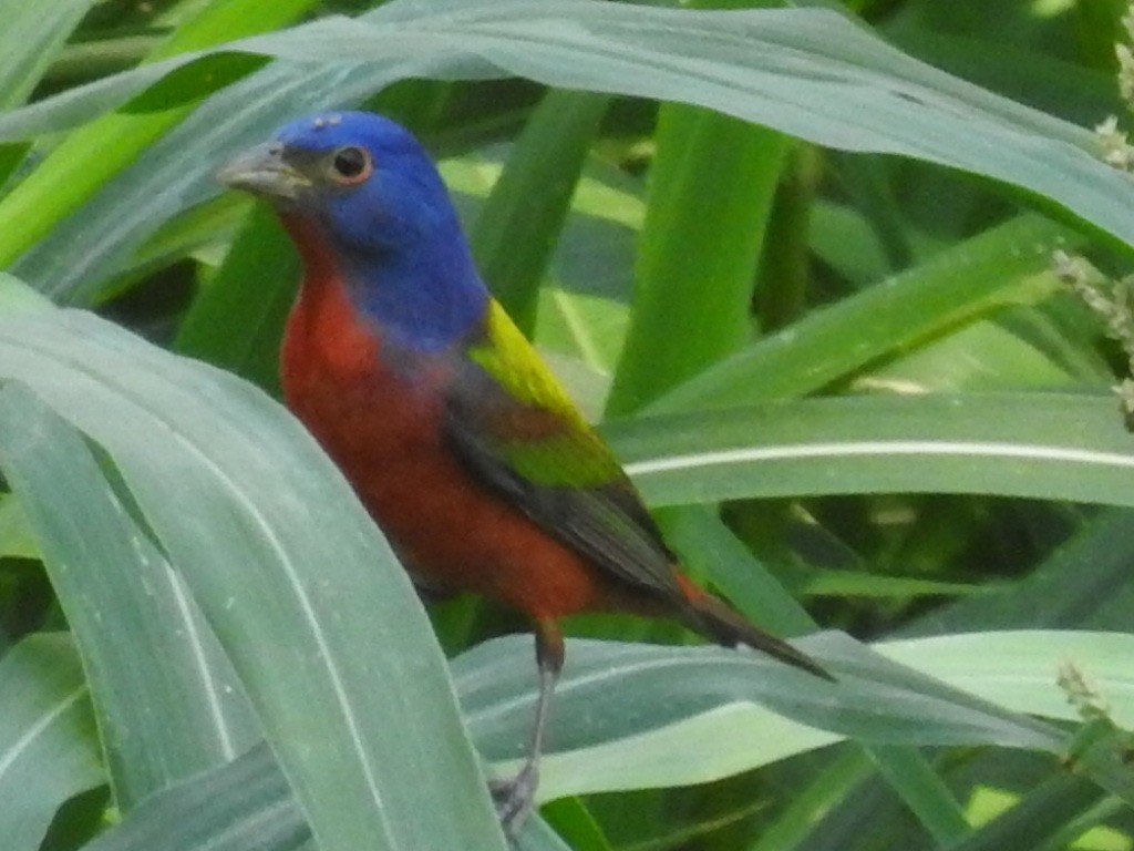 Passerin nonpareil - ML644568097