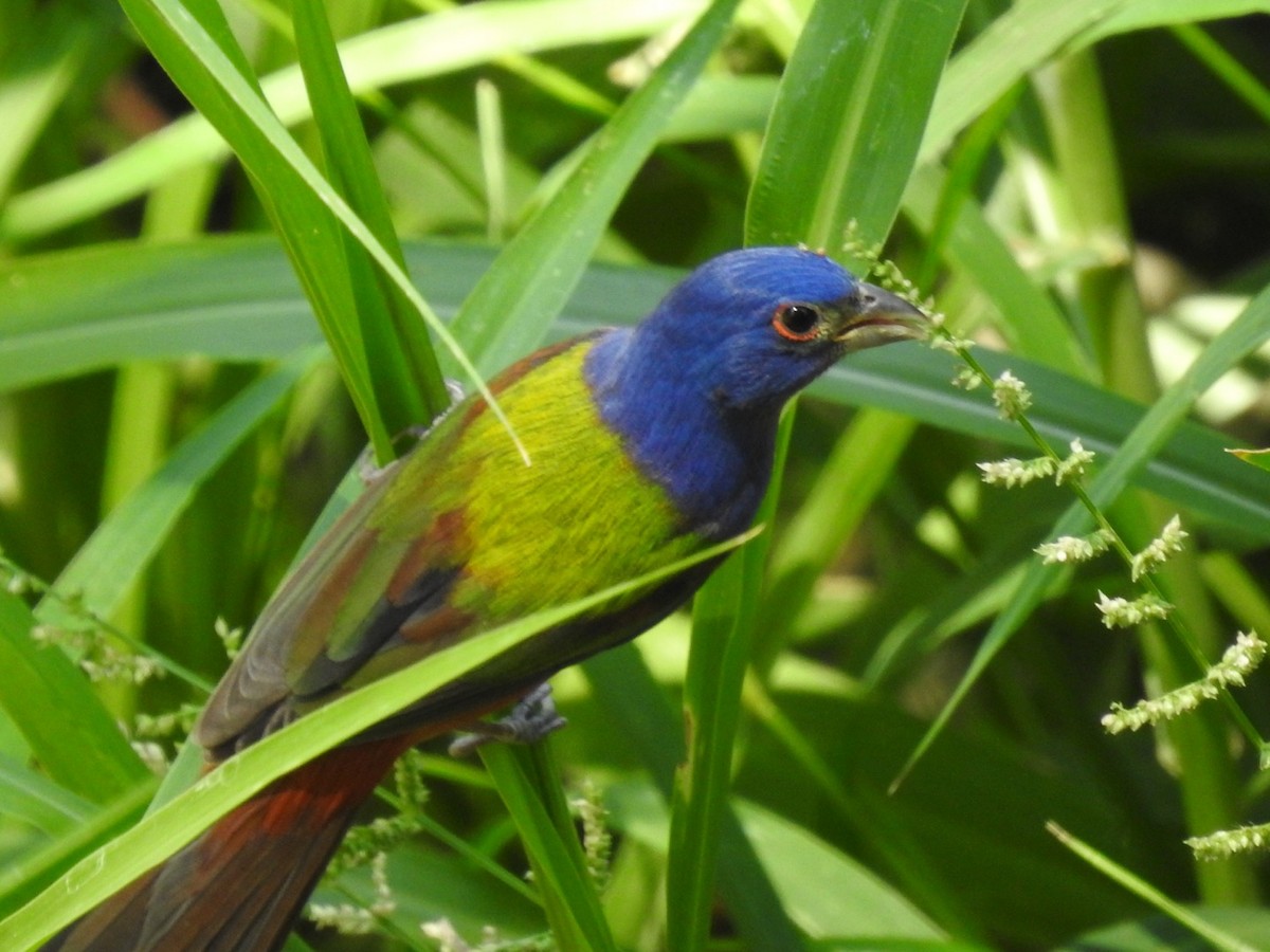 Passerin nonpareil - ML644568098