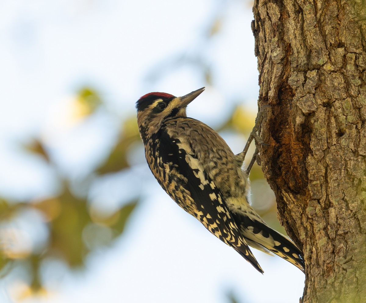 Pic maculé - ML644568102