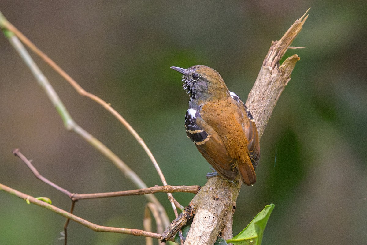 Myrmidon à gorge étoilée - ML644568103