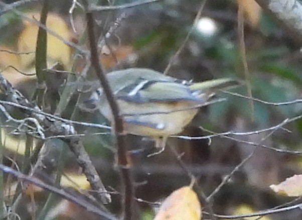 Roitelet à couronne rubis - ML644568106