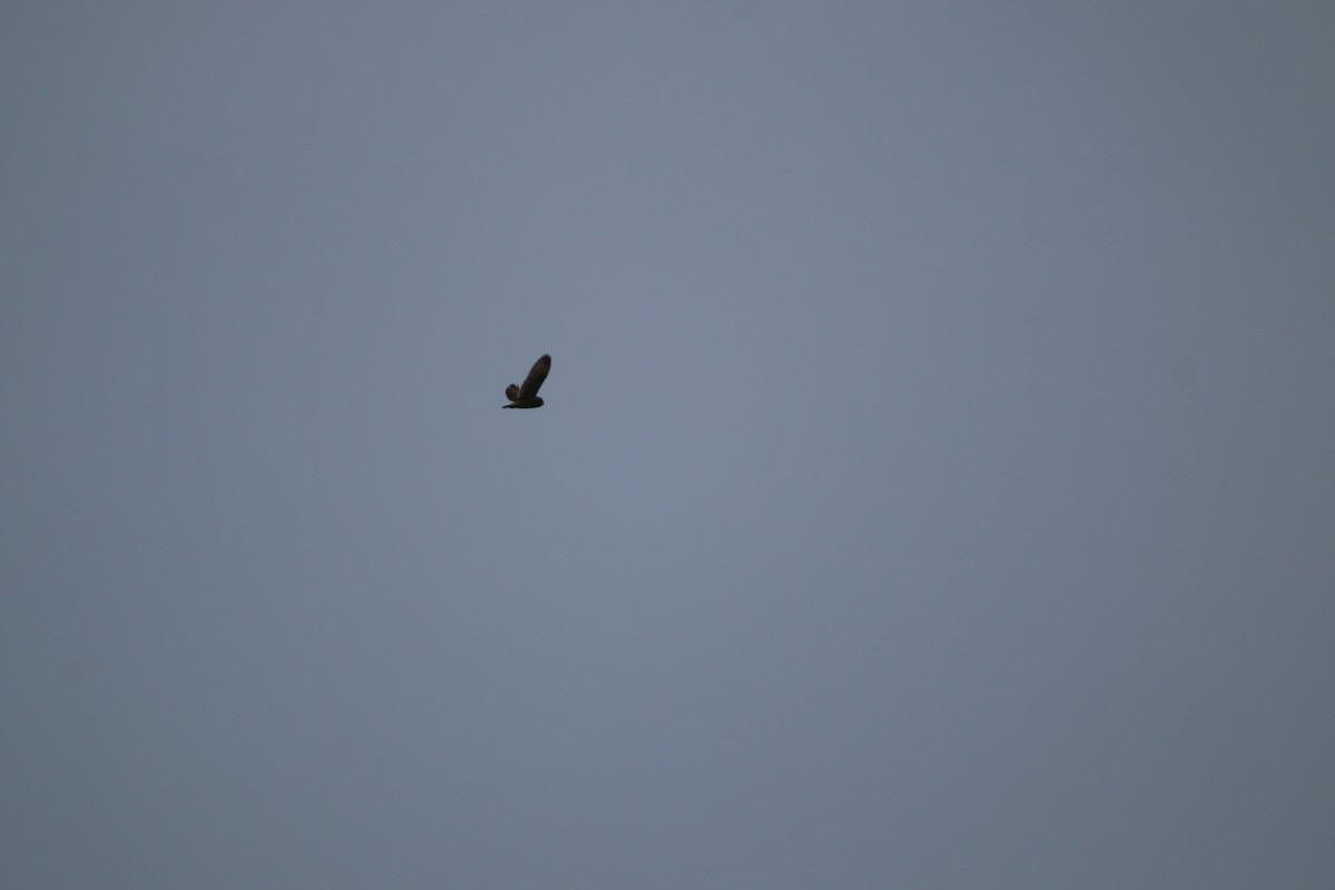 Hibou des marais - ML644568107