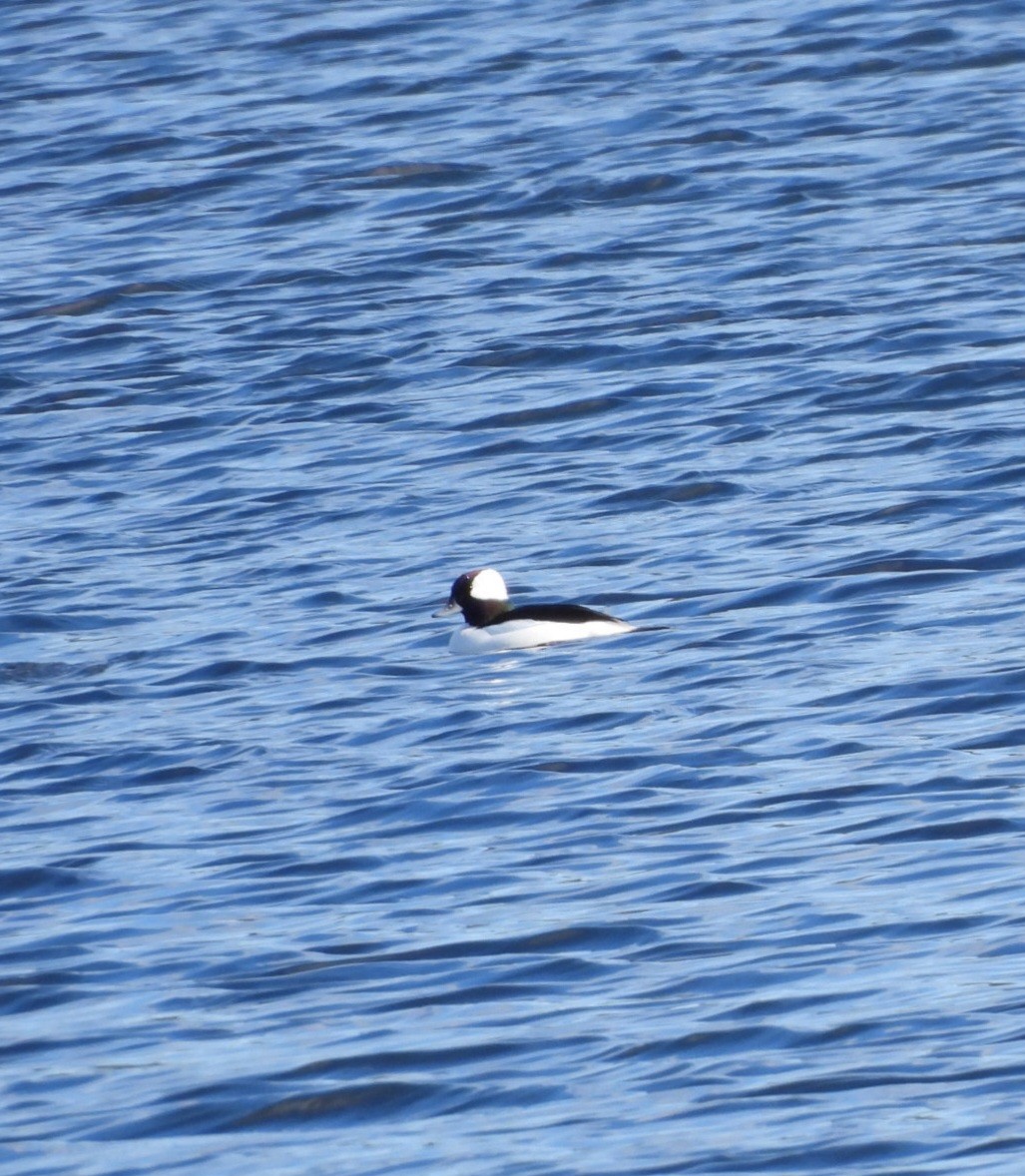 Petit Garrot - ML644568109