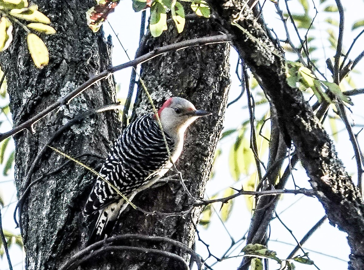 Pic à ventre roux - ML644568111