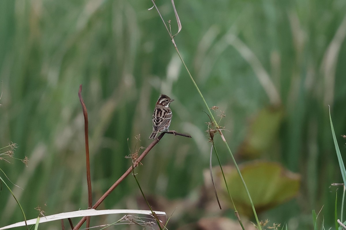 Bruant rustique - ML644568118