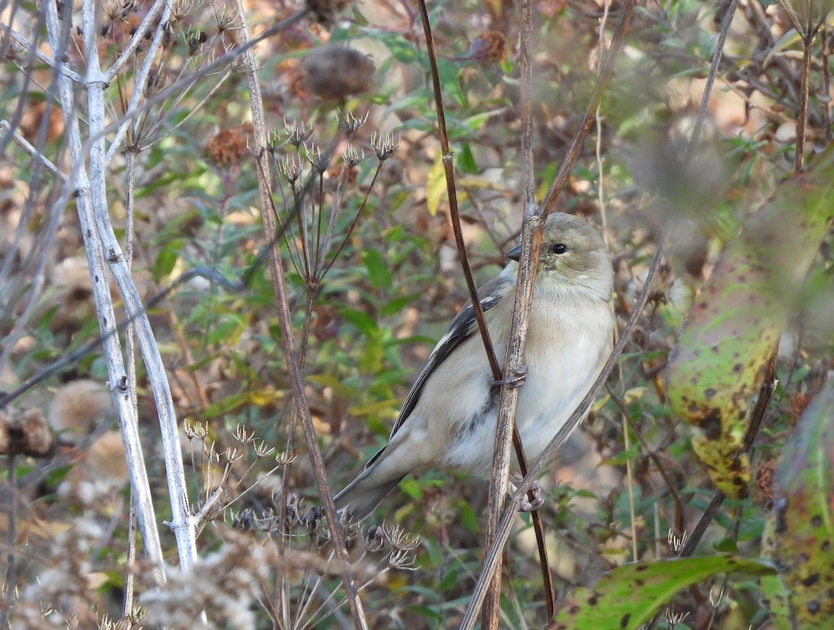 Chardonneret jaune - ML644568120