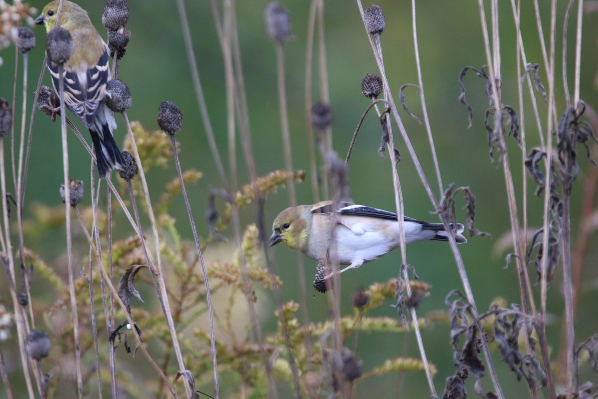 American Goldfinch - ML644568122