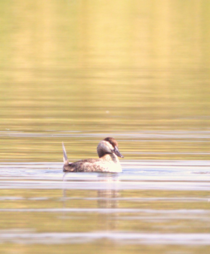 Ahate herdoiltsua - ML644568124