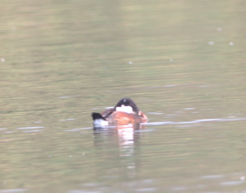 Ahate herdoiltsua - ML644568125