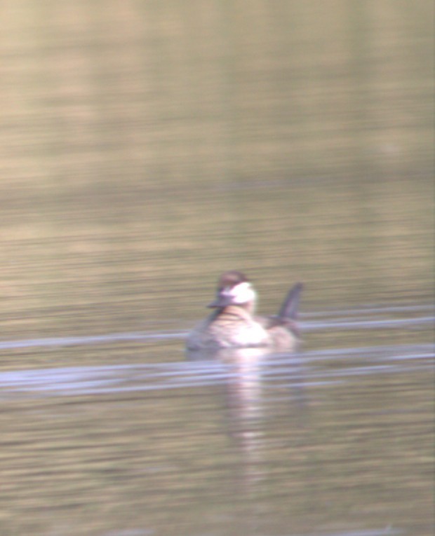 Ahate herdoiltsua - ML644568126